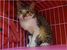 【臺北市】動物之家開放領養資訊:虎斑白色母貓