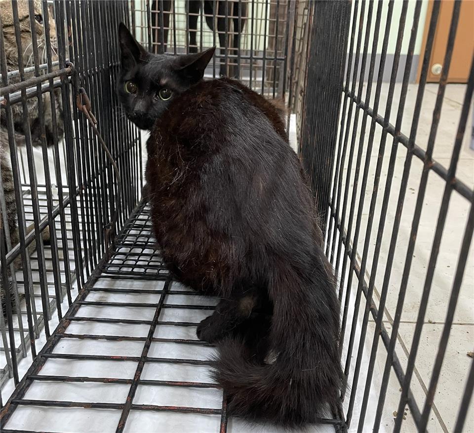 【金門縣】動物收容中心開放領養資訊:黑色公貓