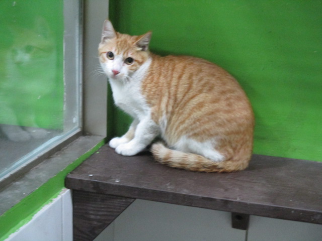 【高雄市】壽山動物保護教育園區開放領養資訊:虎斑色公貓