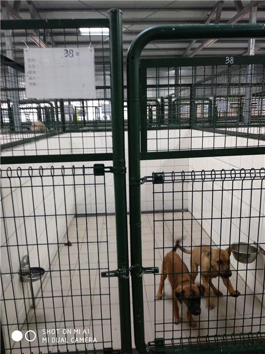 【連江縣】流浪犬收容中心開放領養資訊:棕色公狗