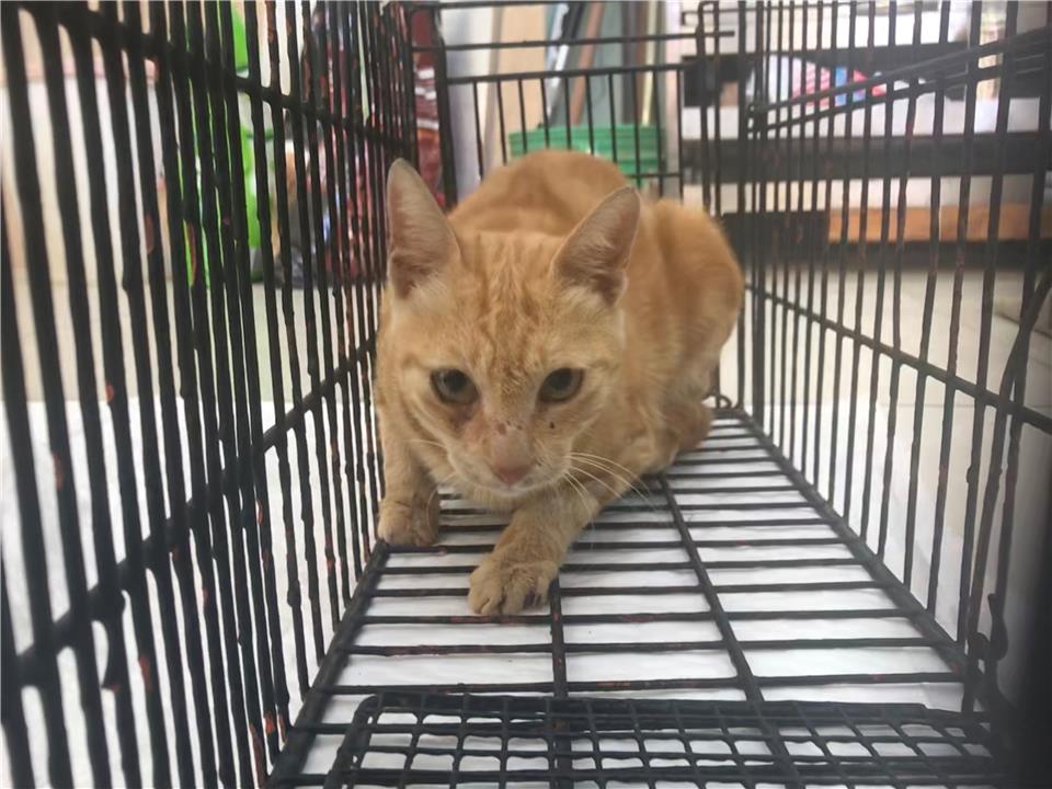 【金門縣】動物收容中心開放領養資訊:黃虎斑色母貓