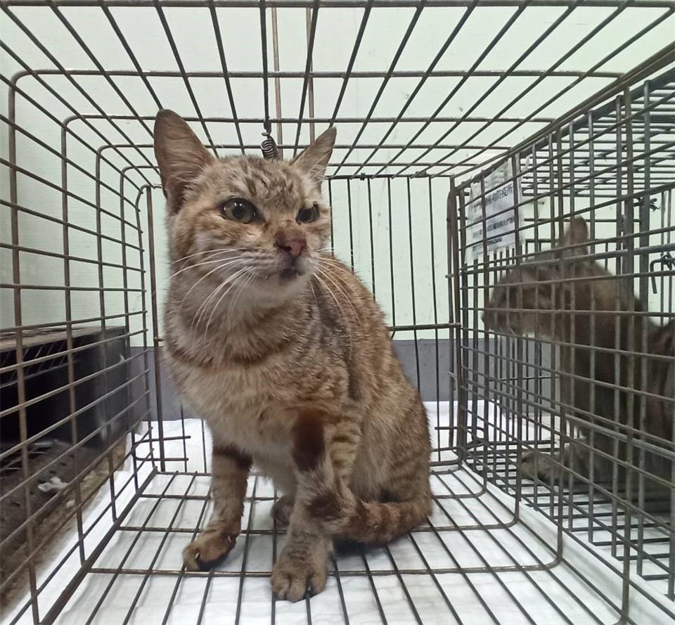 【金門縣】動物收容中心開放領養資訊:虎斑色母貓