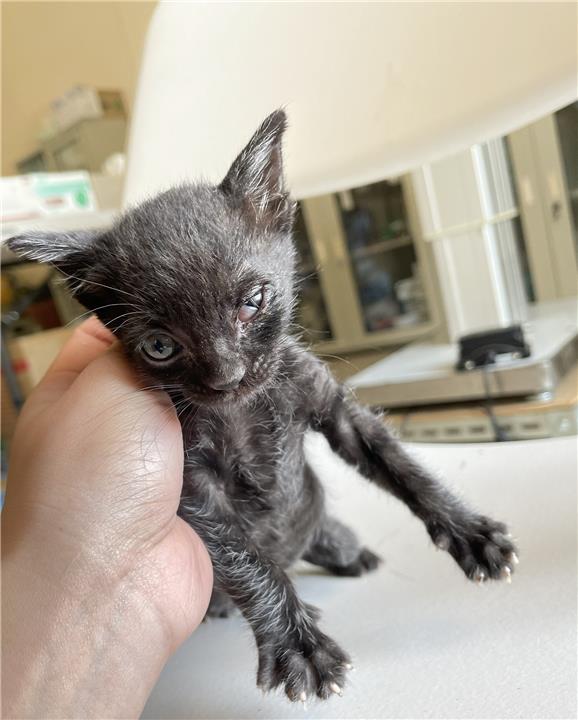 【金門縣】動物收容中心開放領養資訊:黑色公貓