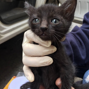 【桃園市】動物保護教育園區開放領養資訊:黑色公貓