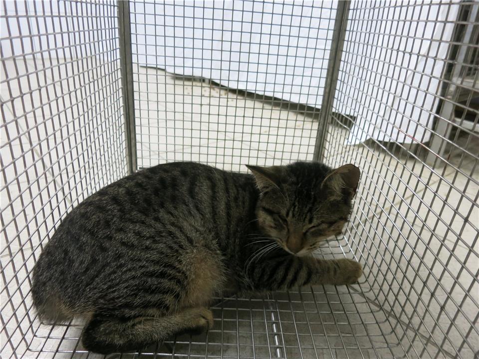 【南投縣】公立動物收容所開放領養資訊:虎斑色母貓