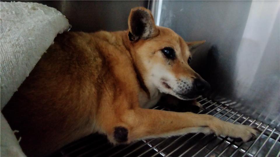 【新北市】政府動物保護防疫處開放領養資訊:黃色母狗