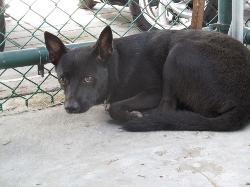 【南投縣】公立動物收容所開放領養資訊:黑色公狗