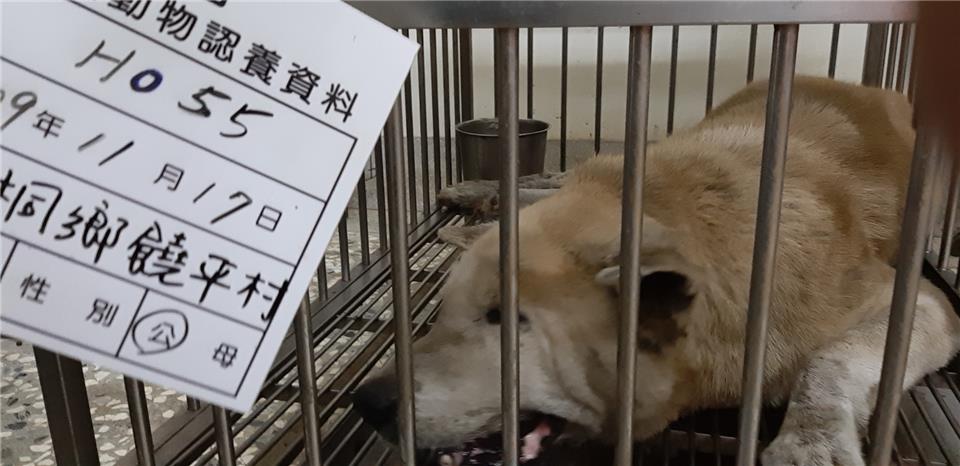 【雲林縣】流浪動物收容所開放領養資訊:黃白色公狗