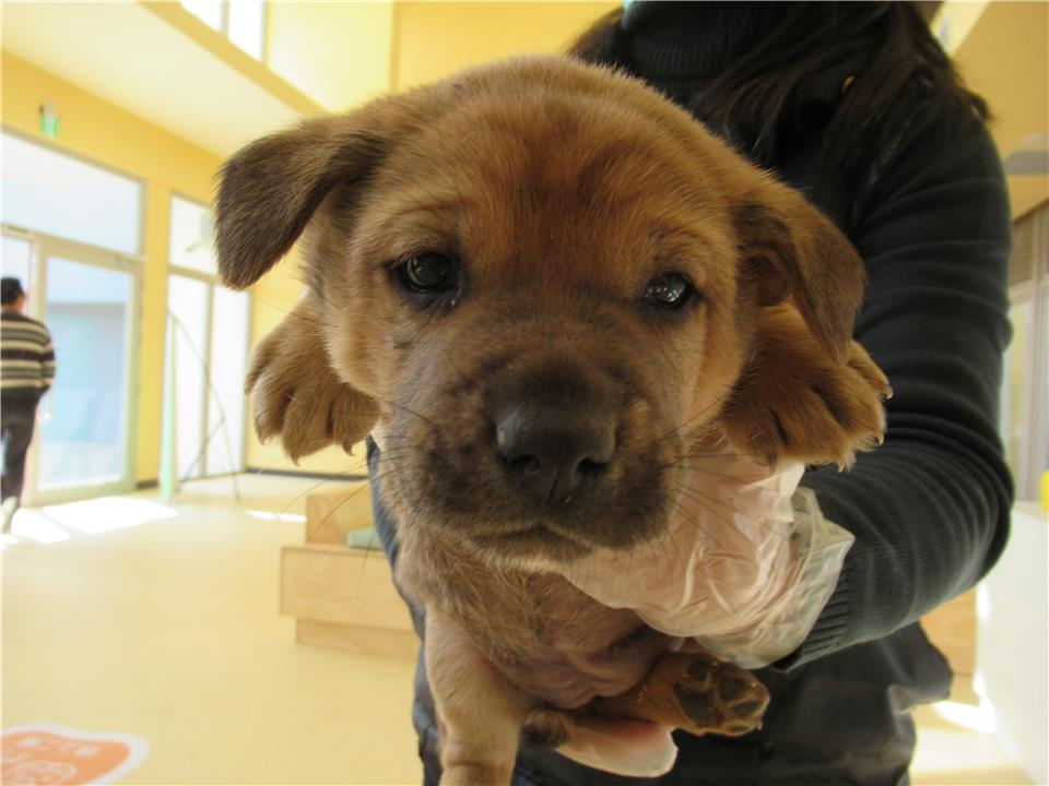 【新竹市】動物保護教育園區開放領養資訊:黑棕色母狗