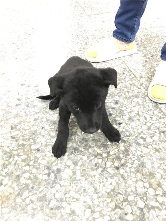 【新竹縣】公立動物收容所開放領養資訊:黑色母狗