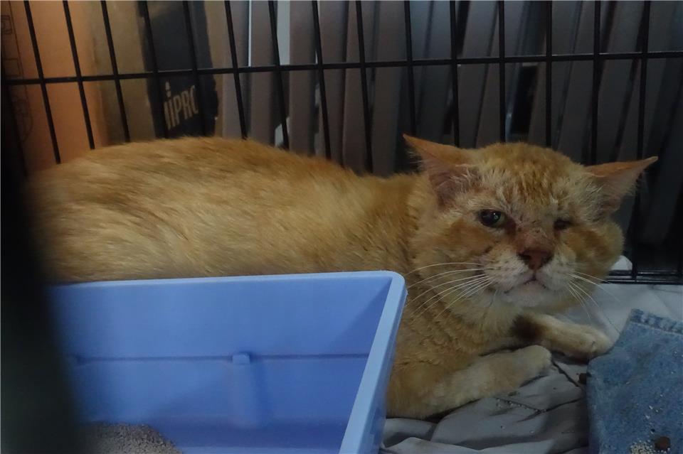 【臺南市】動物之家善化站開放領養資訊:黃色公貓