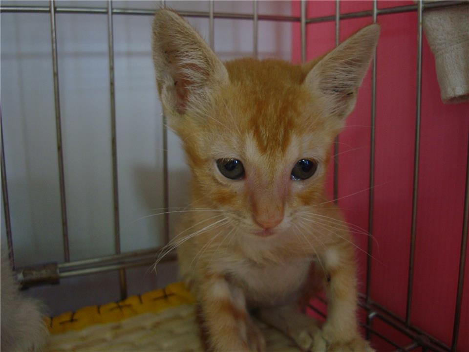 【新北市】板橋區公立動物之家開放領養資訊:黃虎斑色公貓