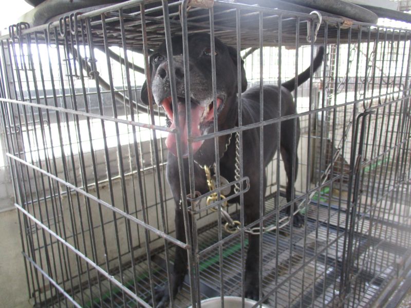 【南投縣】公立動物收容所開放領養資訊:黑色母狗