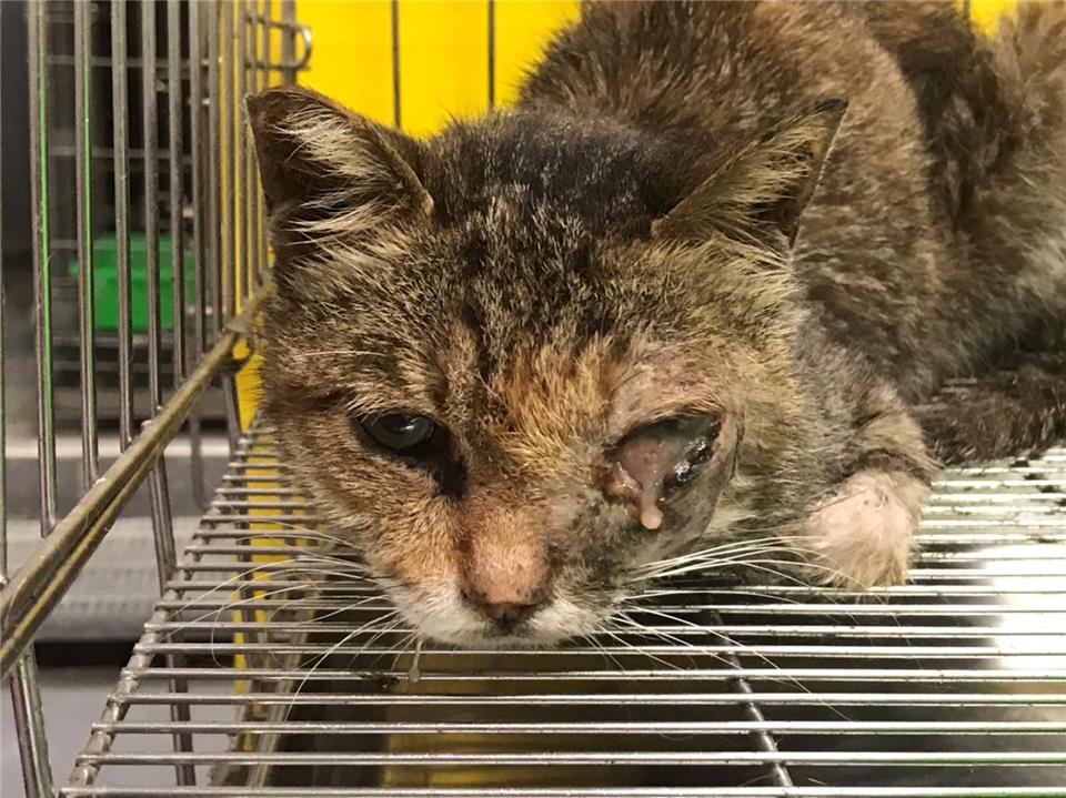 【新北市】政府動物保護防疫處開放領養資訊:虎斑色未知貓