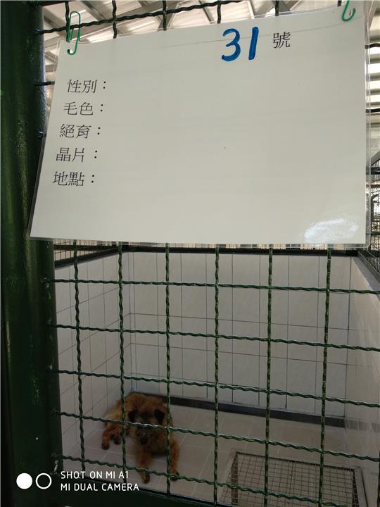 【連江縣】流浪犬收容中心開放領養資訊:黃色公狗
