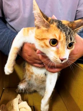 【基隆市】寵物銀行開放領養資訊:虎斑色母貓