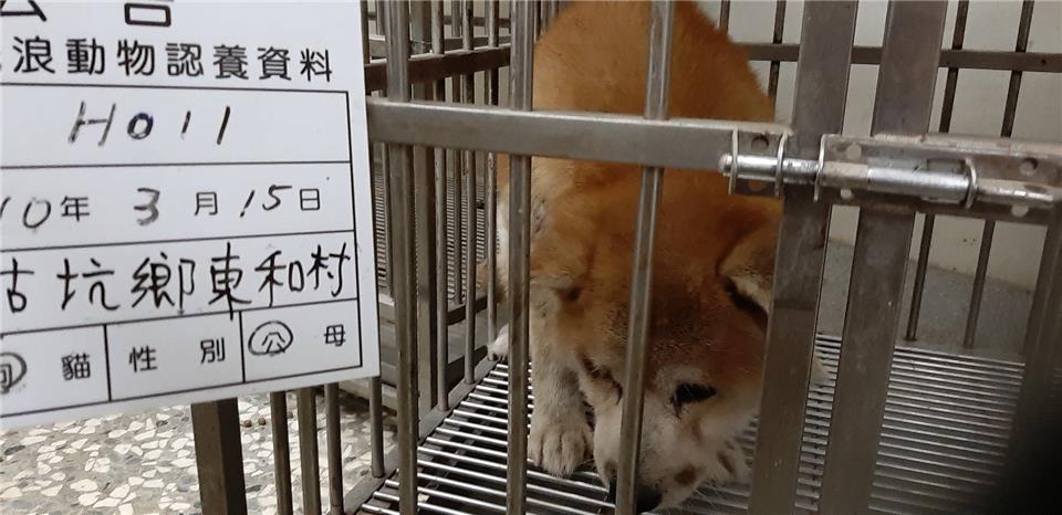 【雲林縣】流浪動物收容所開放領養資訊:黃色公狗