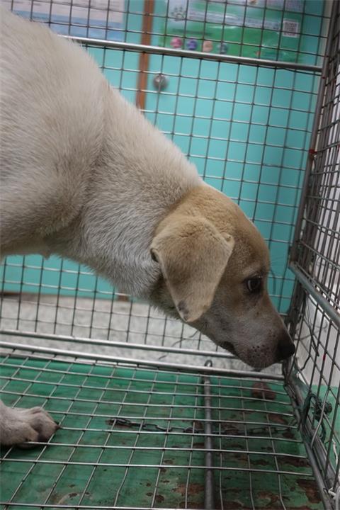 【宜蘭縣】流浪動物中途之家開放領養資訊:黃白色公狗