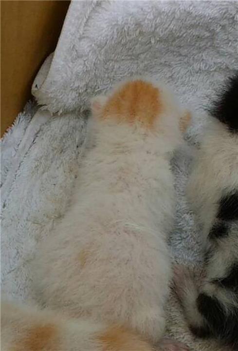 【桃園市】動物保護教育園區開放領養資訊:黃白色公貓