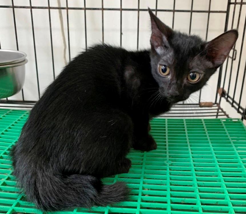 【基隆市】寵物銀行開放領養資訊:黑色公貓