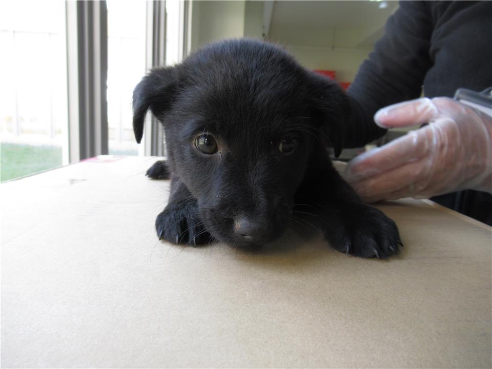 【新竹市】動物保護教育園區開放領養資訊:黑色公狗