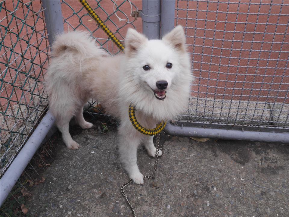 【新北市】板橋區公立動物之家開放領養資訊:白色公狗