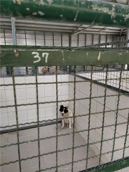 【連江縣】流浪犬收容中心開放領養資訊:黑白色母狗