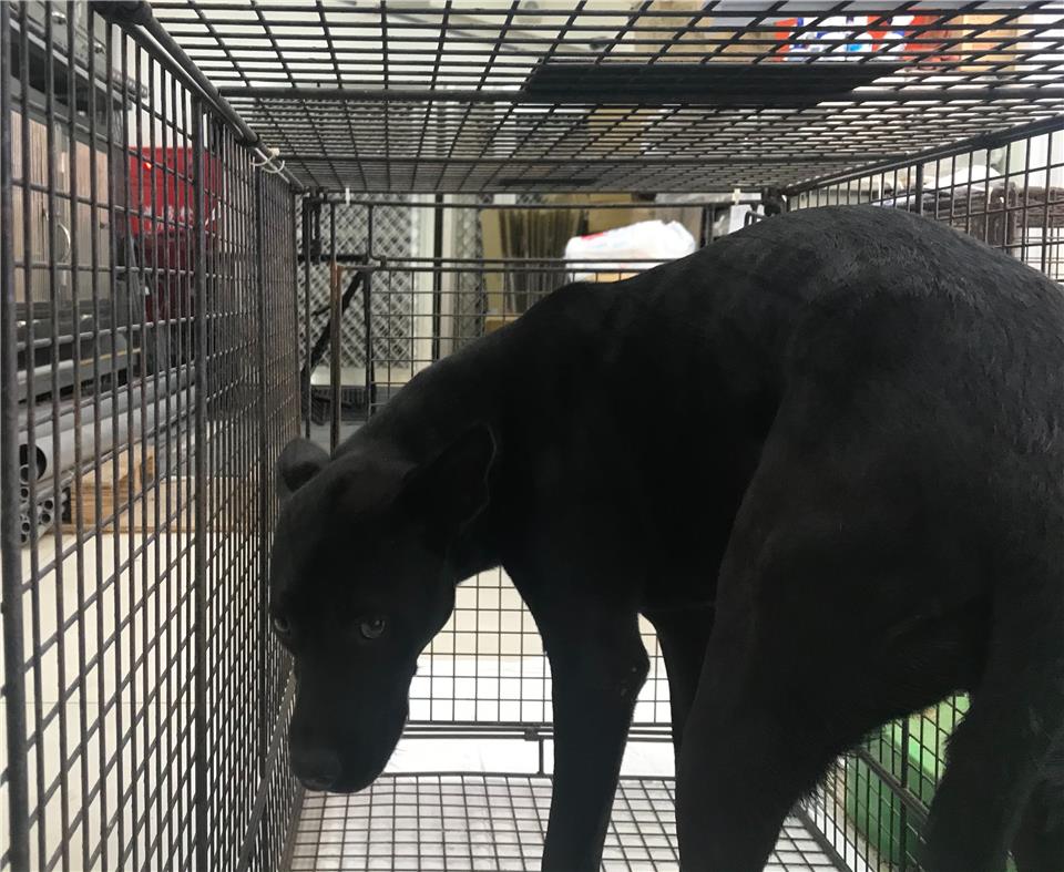 【金門縣】動物收容中心開放領養資訊:黑色公狗