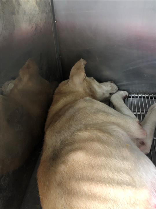 【新北市】政府動物保護防疫處開放領養資訊:黃白色未知狗
