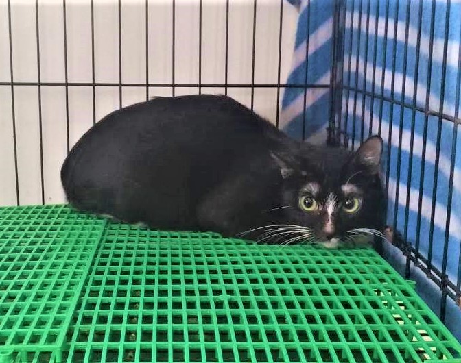 【基隆市】寵物銀行開放領養資訊:黑白色母貓
