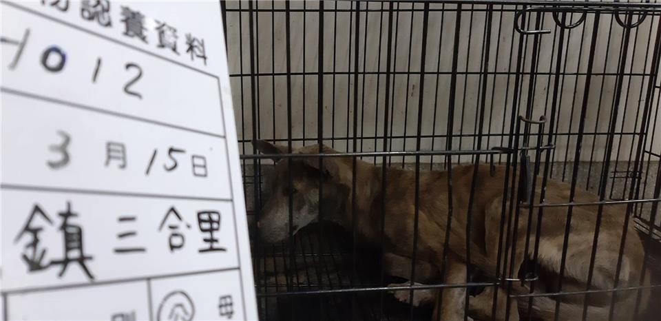 【雲林縣】流浪動物收容所開放領養資訊:黃色公狗