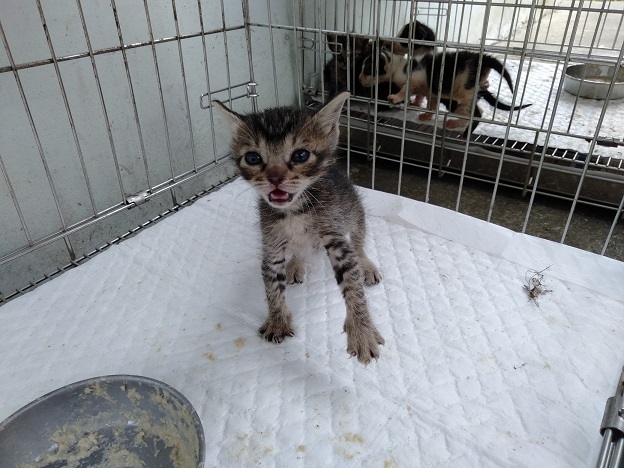 【新北市】新店區公立動物之家開放領養資訊:虎斑色母貓