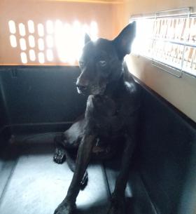 【新北市】板橋區公立動物之家開放領養資訊:黑色母狗