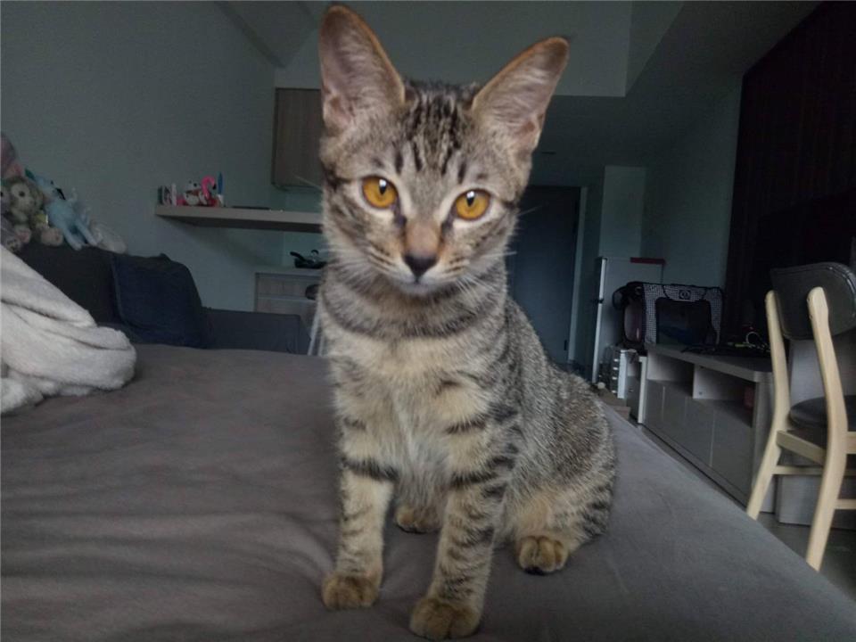【新北市】新店區公立動物之家開放領養資訊:虎斑色未知貓