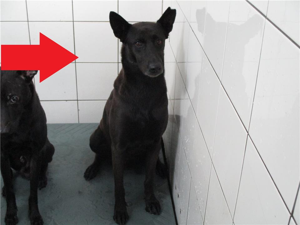 【高雄市】壽山動物保護教育園區開放領養資訊:黑色公狗