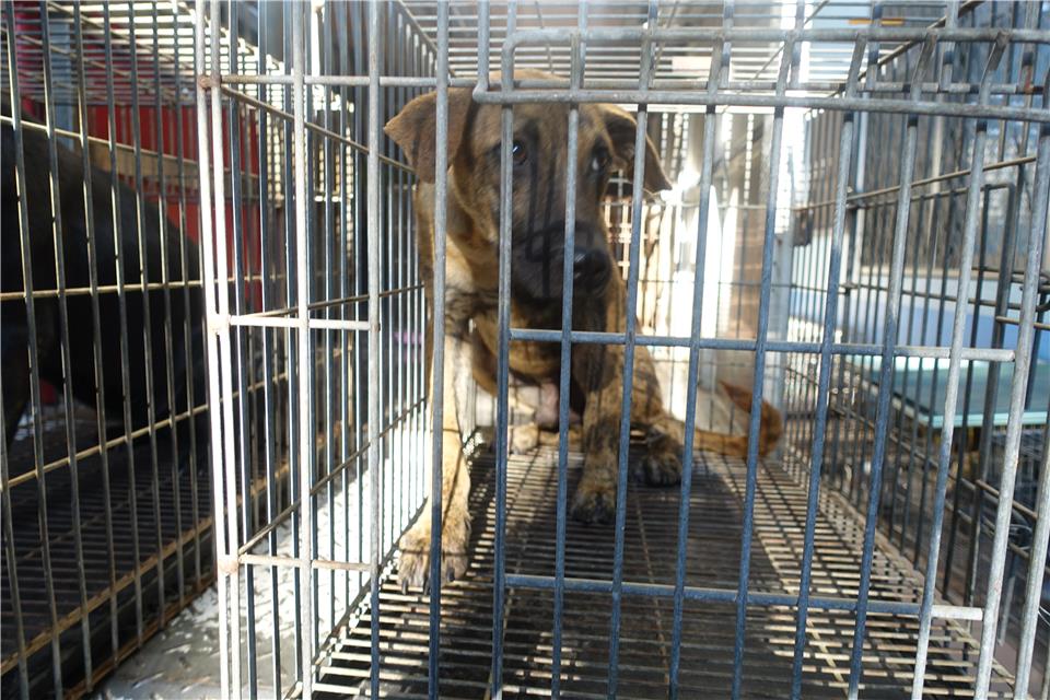 【臺南市】動物之家灣裡站開放領養資訊:虎斑色公狗