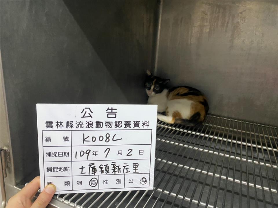 【雲林縣】流浪動物收容所開放領養資訊:三花色母貓