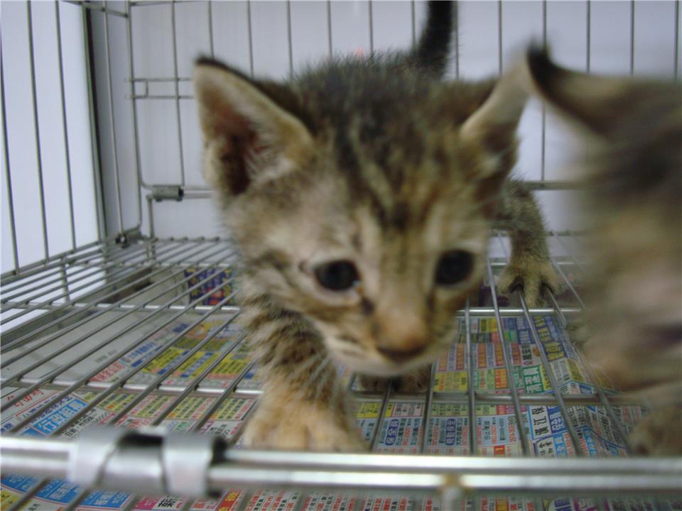 【新北市】板橋區公立動物之家開放領養資訊:虎斑色母貓