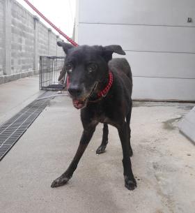 【新北市】政府動物保護防疫處開放領養資訊:黑色母狗