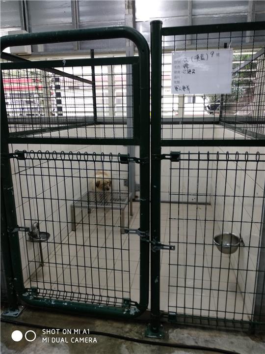 【連江縣】流浪犬收容中心開放領養資訊:黃白色未知狗