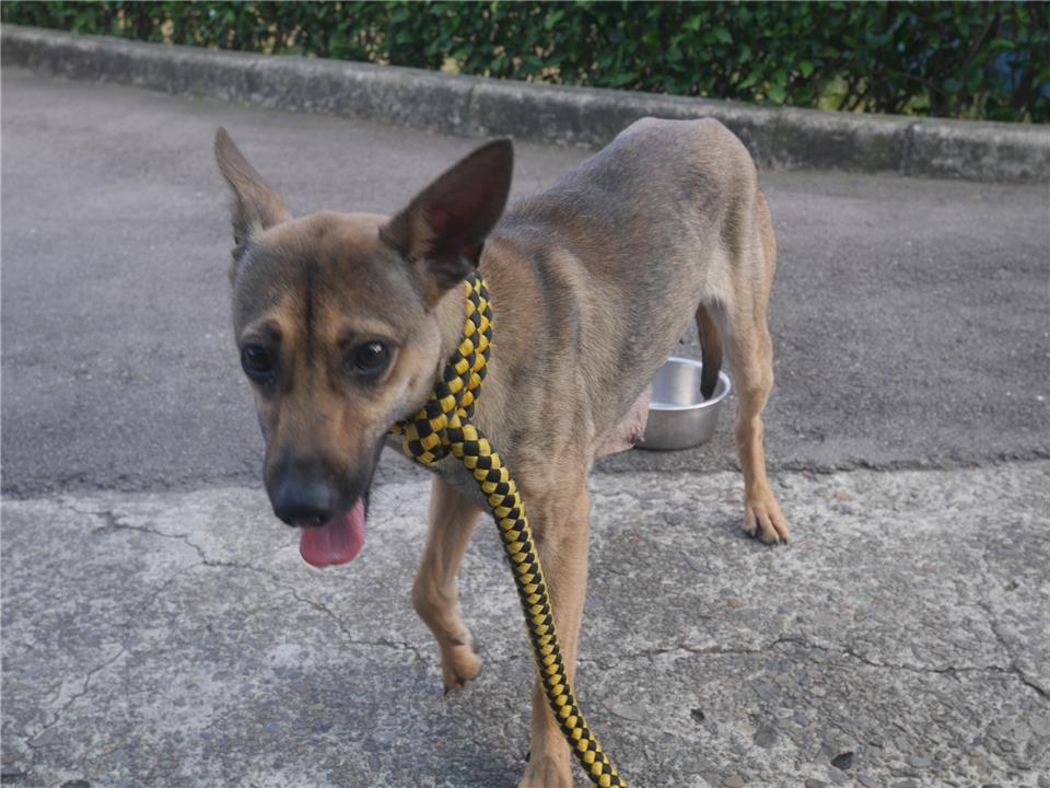 【新北市】板橋區公立動物之家開放領養資訊:黑黃色母狗