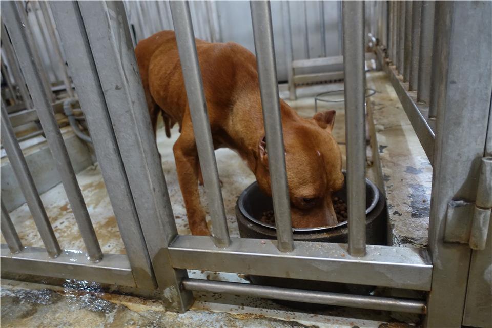 【臺南市】動物之家善化站開放領養資訊:黃色母狗