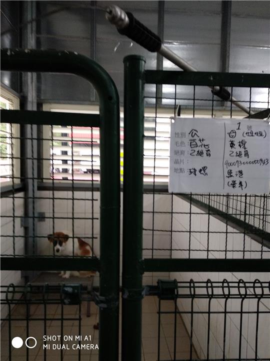 【連江縣】流浪犬收容中心開放領養資訊:黃白色公狗