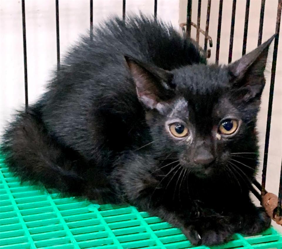 【基隆市】寵物銀行開放領養資訊:黑色公貓