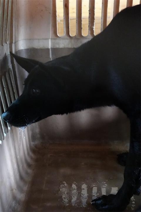 【宜蘭縣】流浪動物中途之家開放領養資訊:黑色母狗