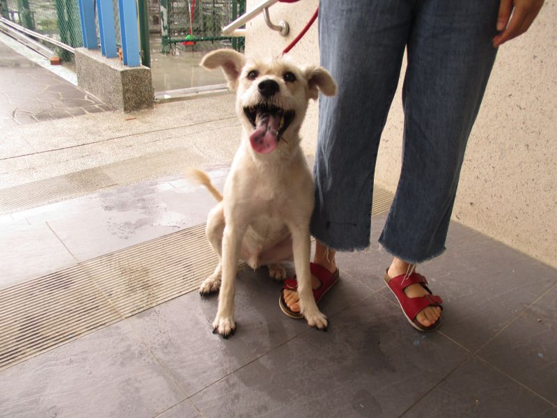 【南投縣】公立動物收容所開放領養資訊:米色公狗