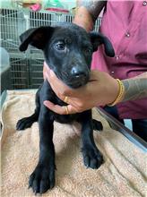 【嘉義市】動物保護教育園區開放領養資訊:黑色母狗