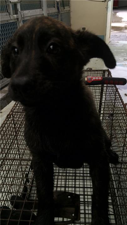 【苗栗縣】生態保育教育中心(動物收容所)開放領養資訊:黑黃色母狗