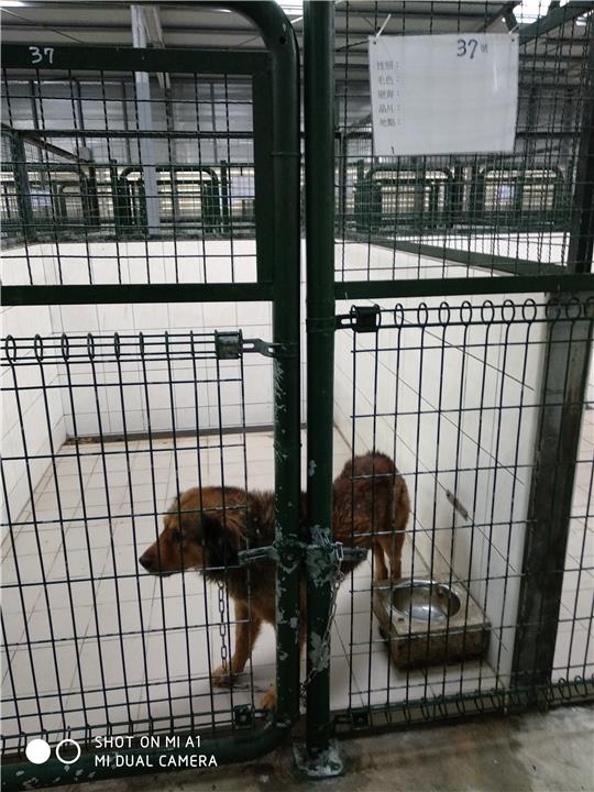 【連江縣】流浪犬收容中心開放領養資訊:黃色公狗