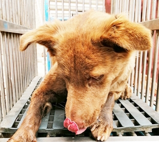 【臺中市】動物之家南屯園區開放領養資訊:棕色母狗